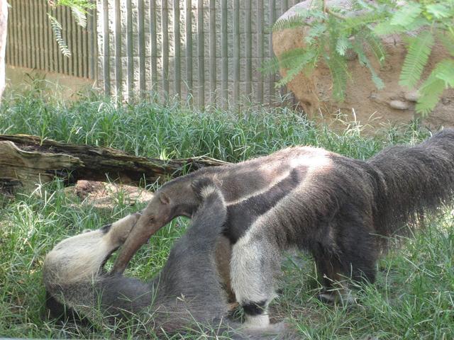 Reid Park Zoo